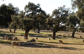 Dehesa de Los Pedroches