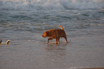 perro surfer