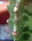 Detalle. Falsa areola de la Euphorbia trigona