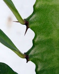 Detalle. Falsa areola con espinas y hojas de la Euphorbia trigona